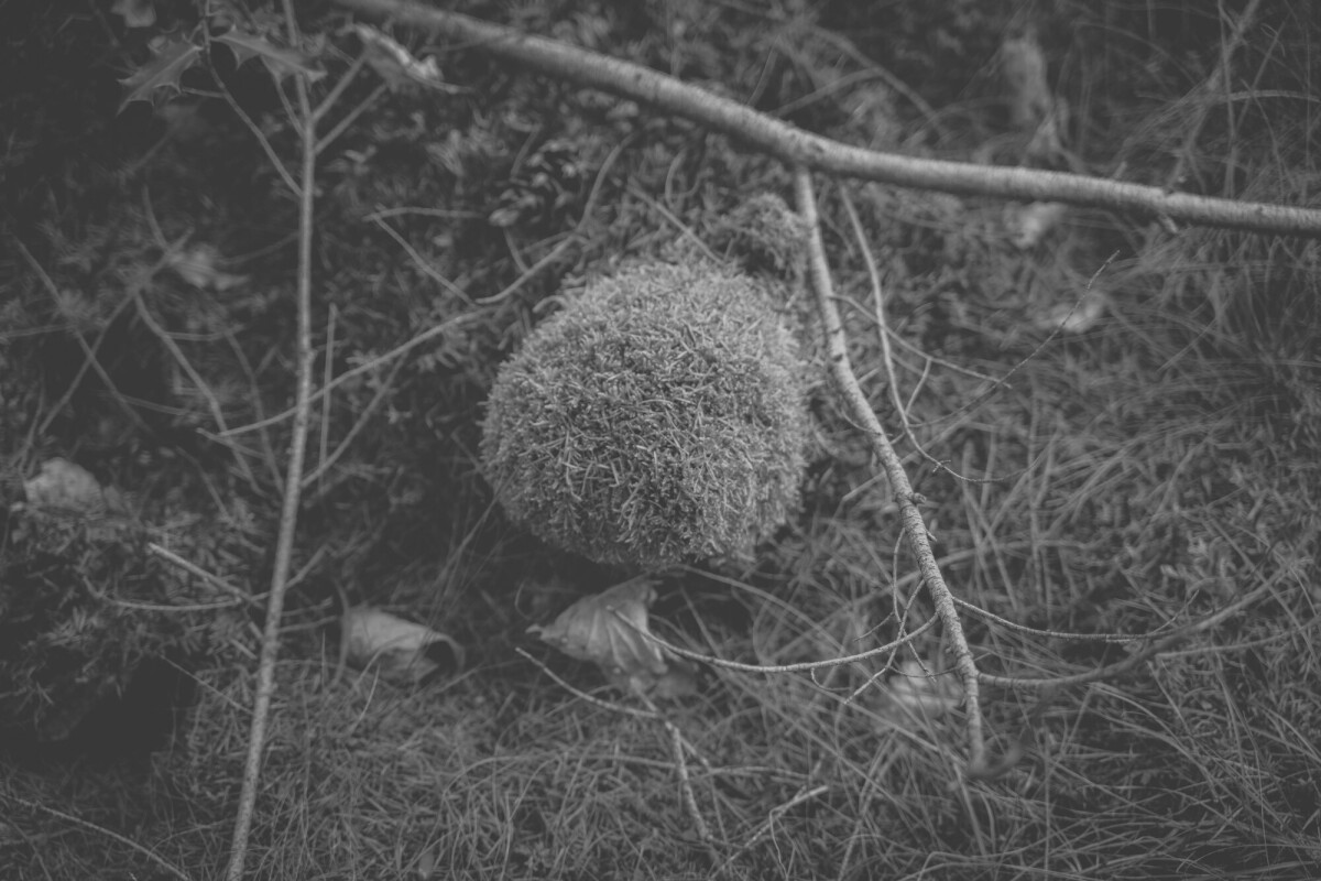©ElsaLaurent_170926-Souche_DSC2340