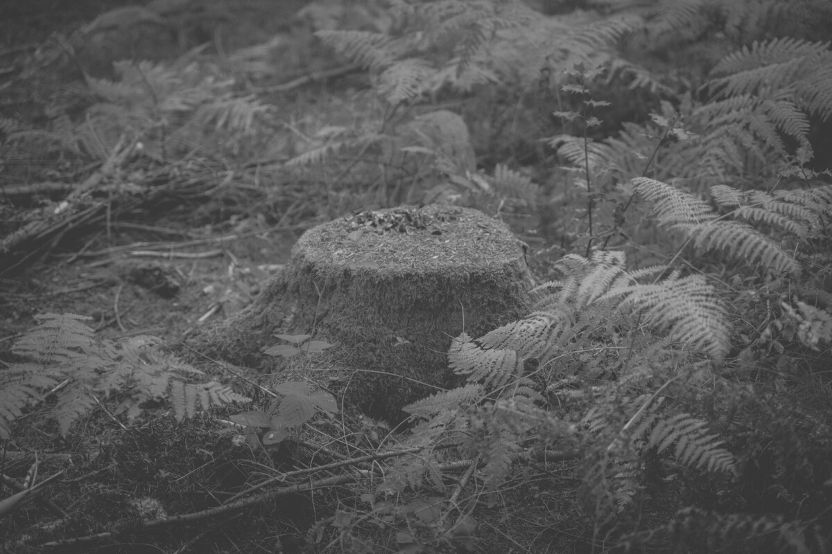 ©ElsaLaurent_170926-Souche_DSC2352