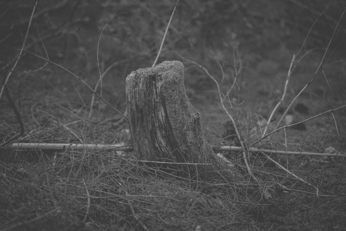 ©ElsaLaurent_170926-Souche_DSC2360