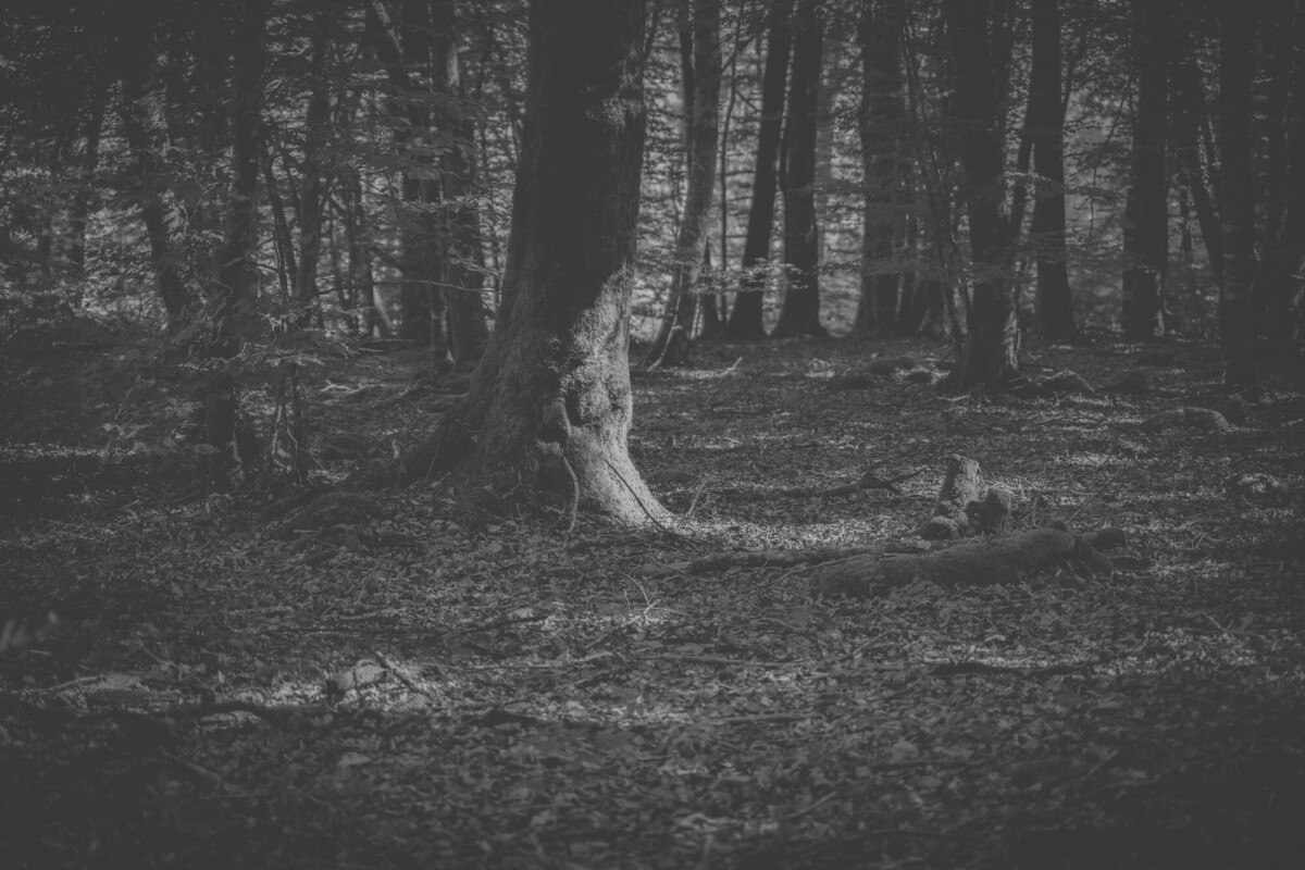 ©ElsaLaurent-2024_Forest-050925_DSC6148