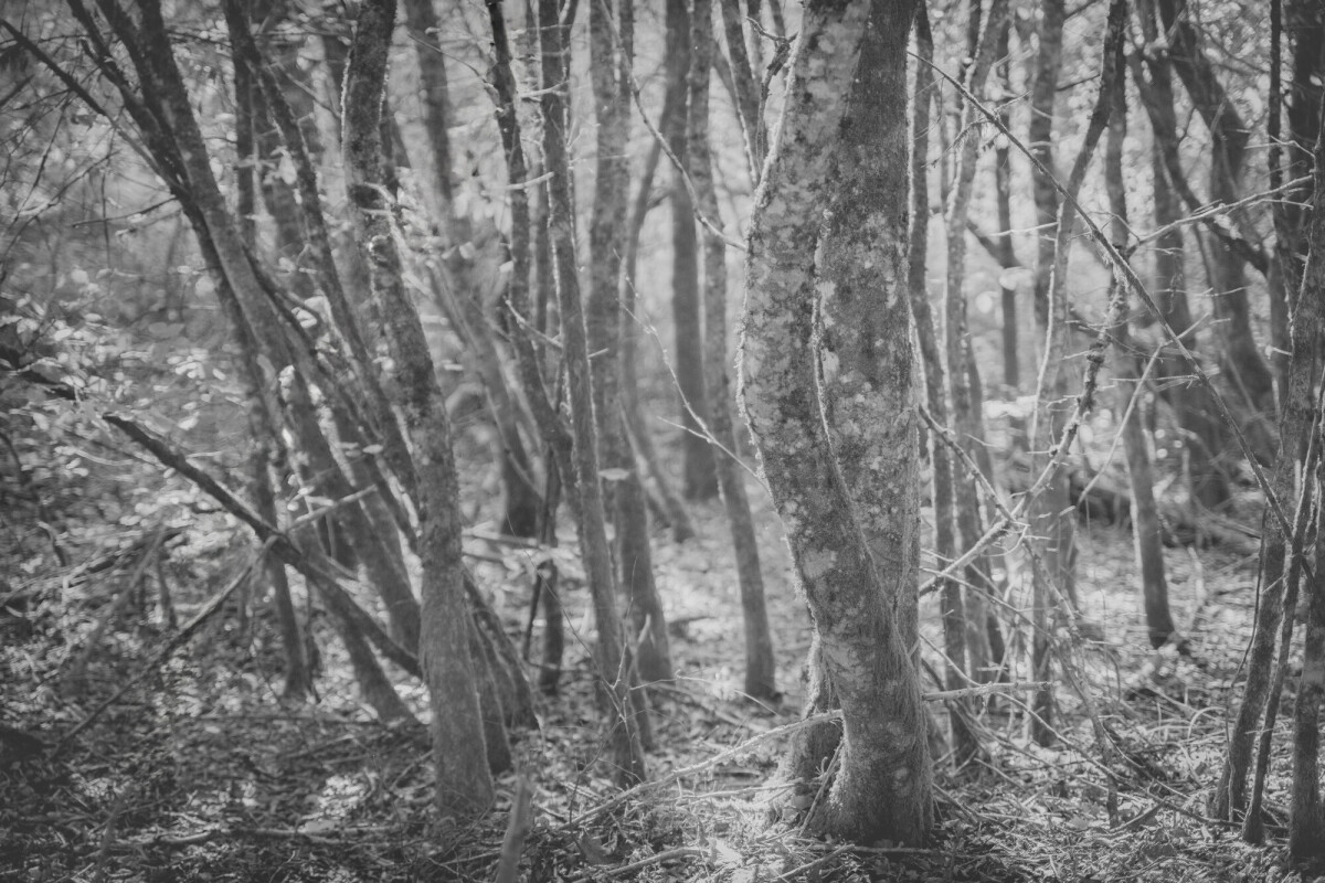 ©ElsaLaurent-2024_Forest-190925_DSC6645