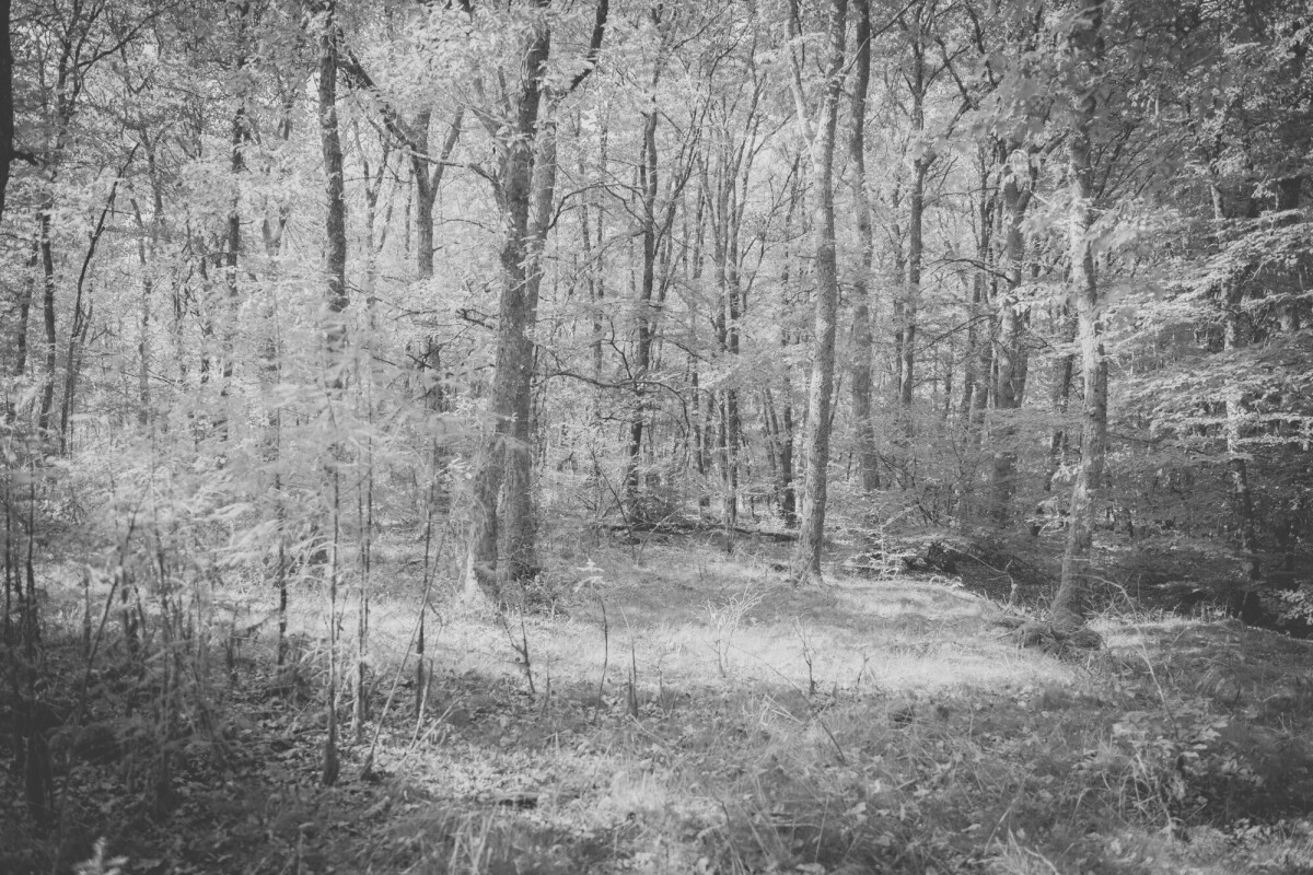 ©ElsaLaurent-2024_Forest-190925_DSC6656