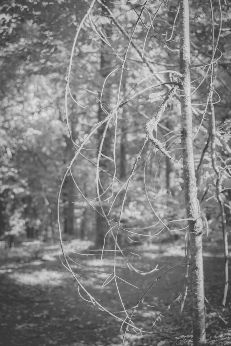 ©ElsaLaurent-2024_Forest-190925_DSC6678