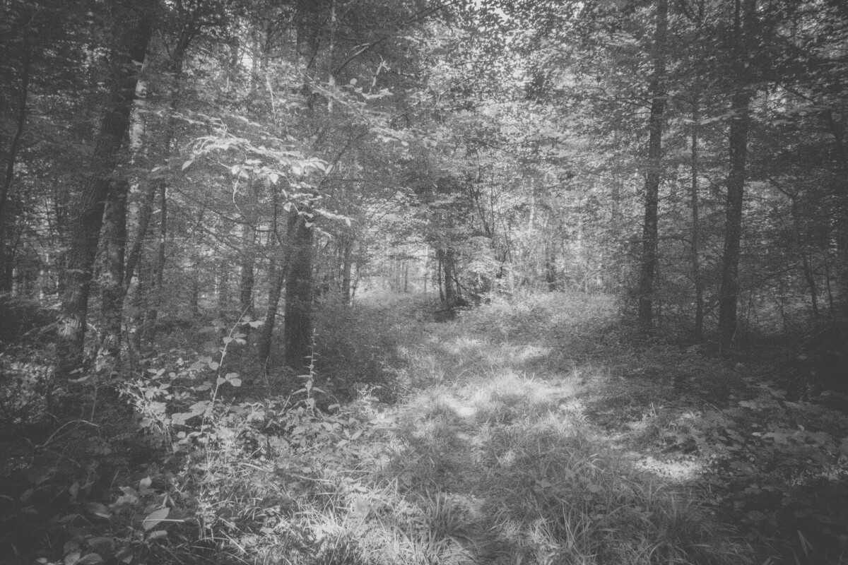 © ElsaLaurent-2025_Forest-050825_DSC4226