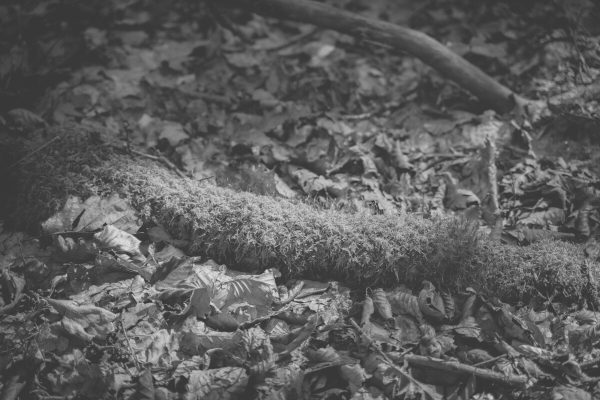 © ElsaLaurent-2025_Forest-180925_DSC6184