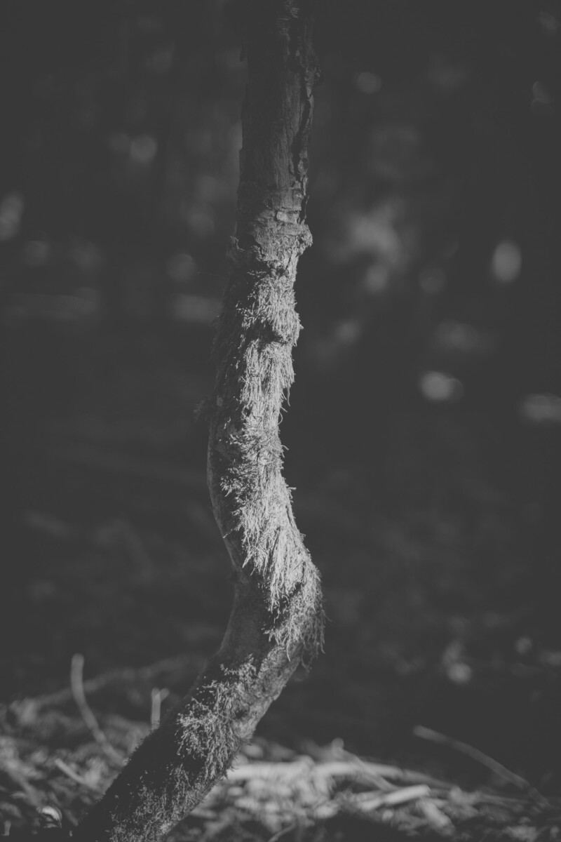 © ElsaLaurent-2025_Forest-180925_DSC6188