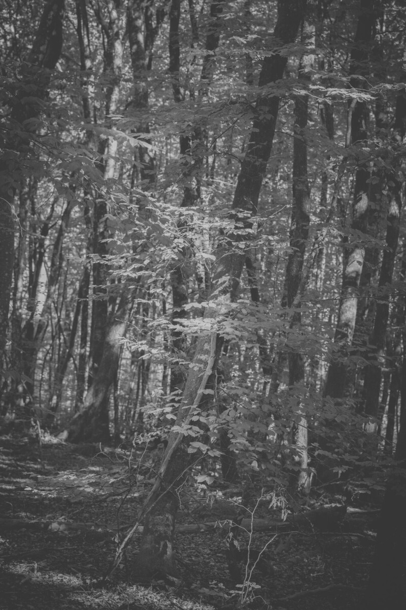 © ElsaLaurent-2025_Forest-180925_DSC6202