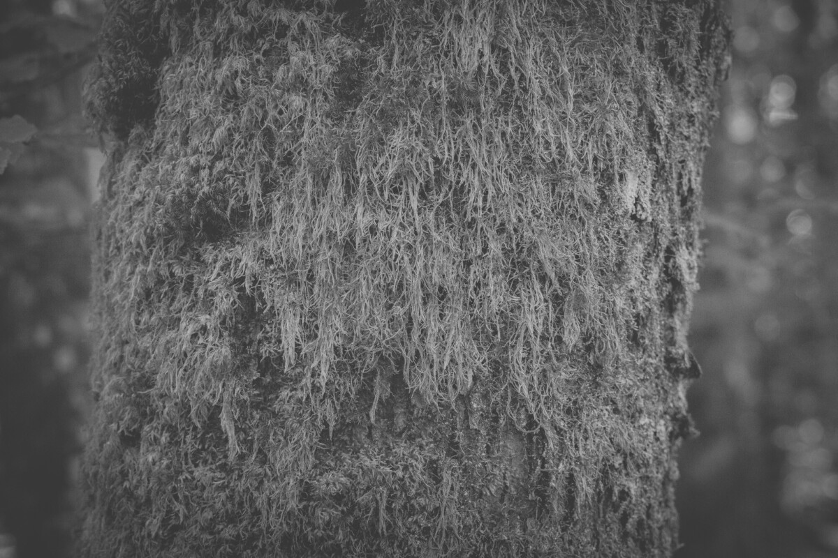 © ElsaLaurent-2025_Forest-180925_DSC6250