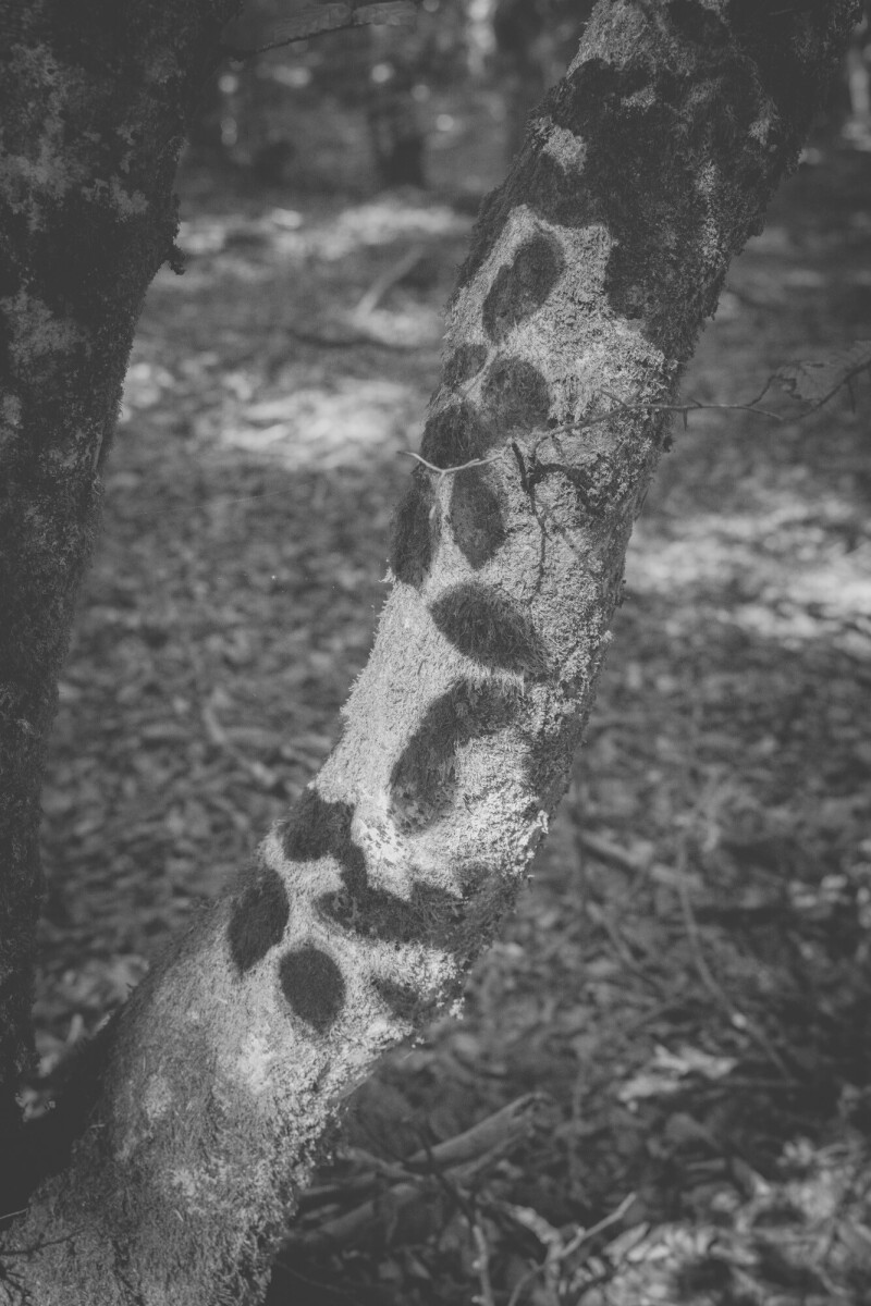 © ElsaLaurent-2025_Forest-180925_DSC6257