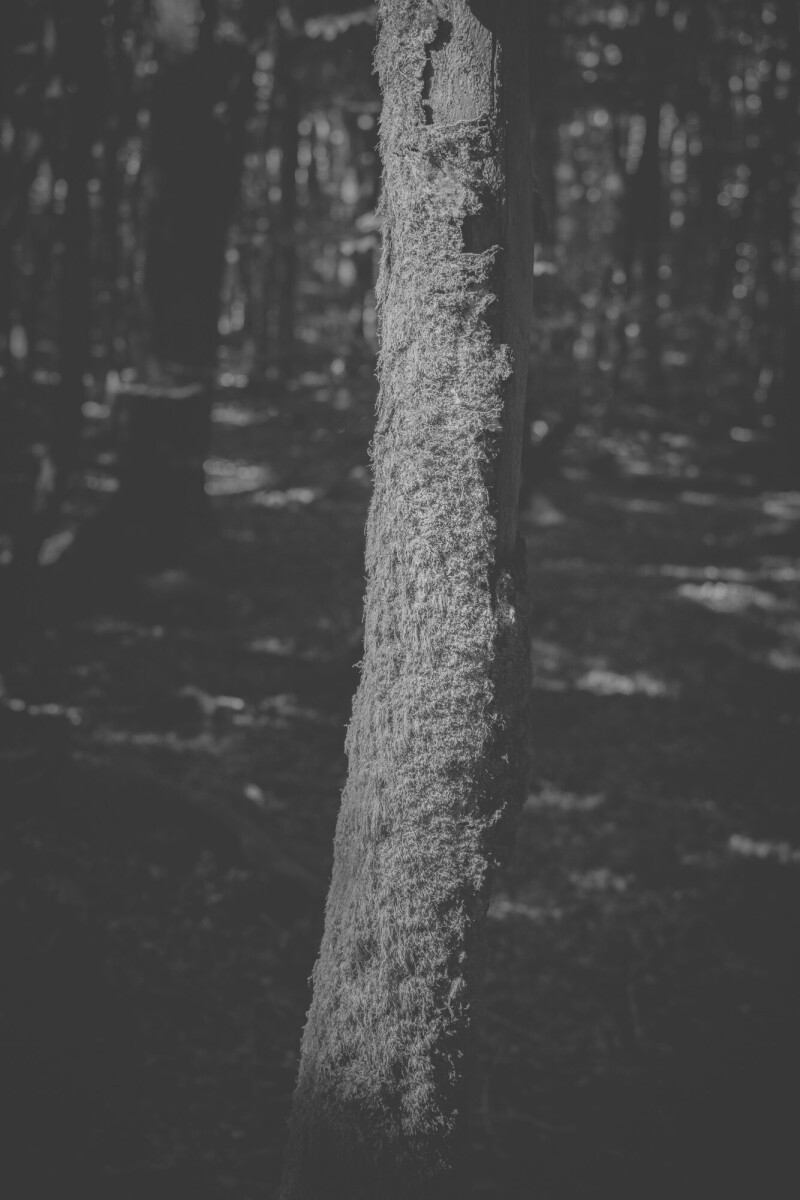 © ElsaLaurent-2025_Forest-180925_DSC6266