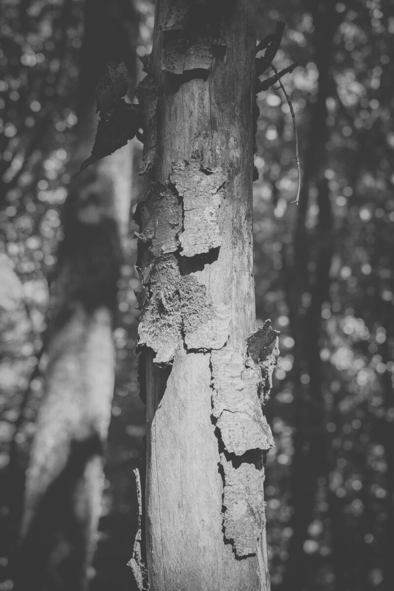 © ElsaLaurent-2025_Forest-180925_DSC6286