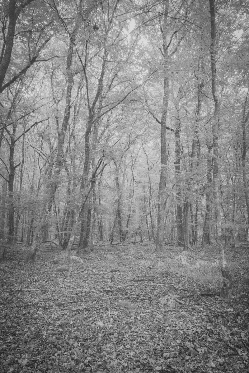 © ElsaLaurent-2025_Forest-190825_DSC4323