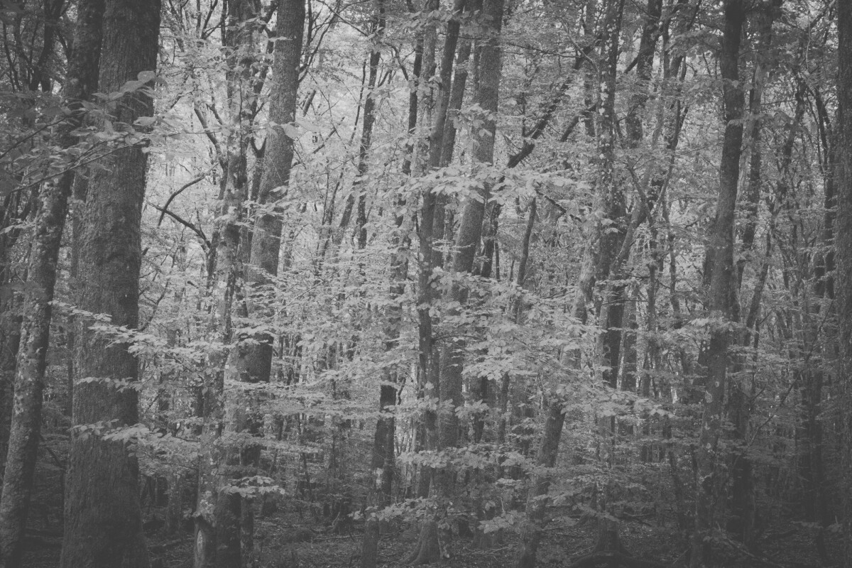 © ElsaLaurent-2025_Forest-190825_DSC4325