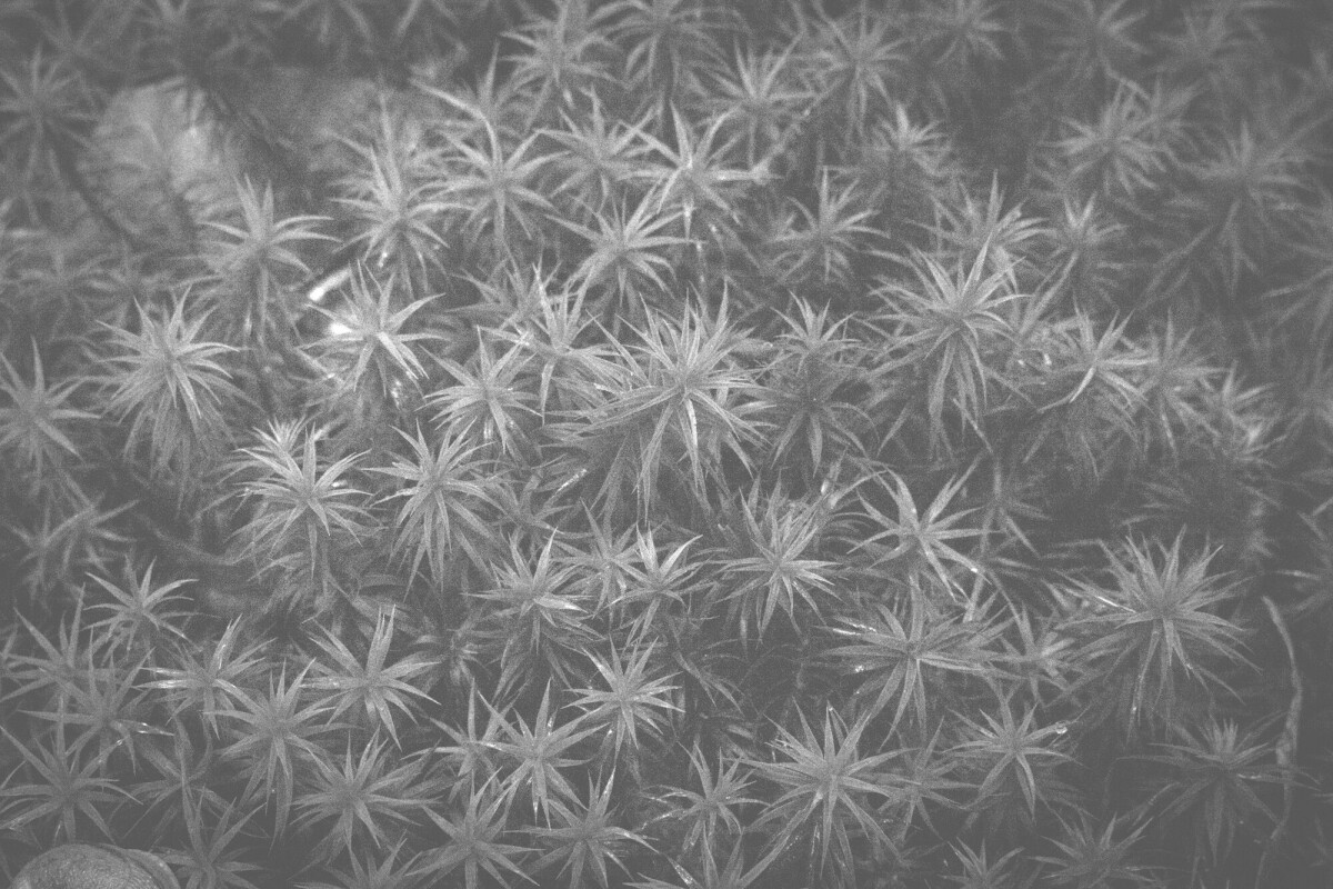 © ElsaLaurent-2025_Forest-190825_DSC4330