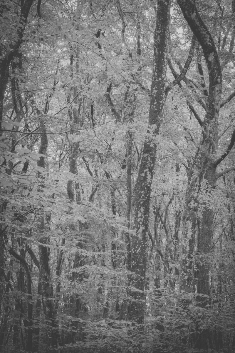 © ElsaLaurent-2025_Forest-190825_DSC4338