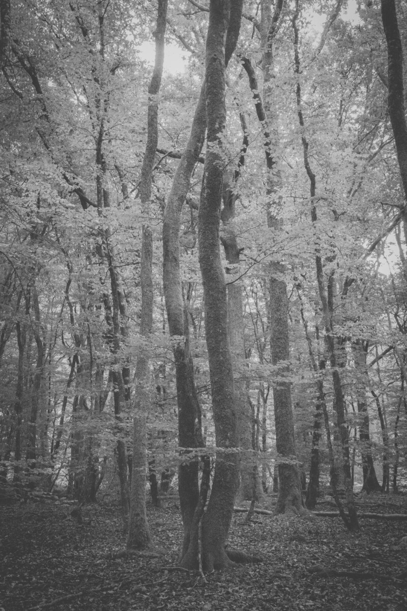 © ElsaLaurent-2025_Forest-190825_DSC4339