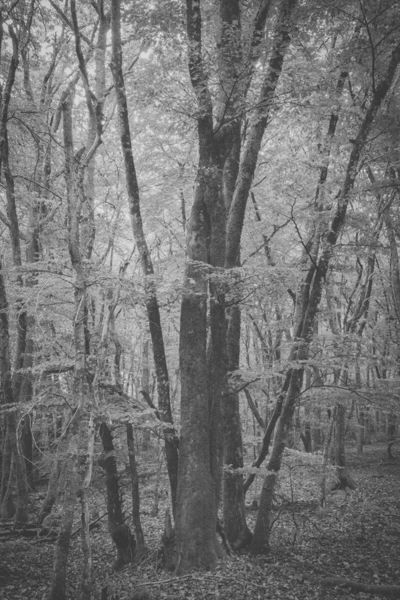 © ElsaLaurent-2025_Forest-190825_DSC4355