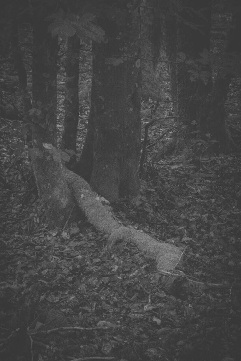 © ElsaLaurent-2025_Forest-190825_DSC4366