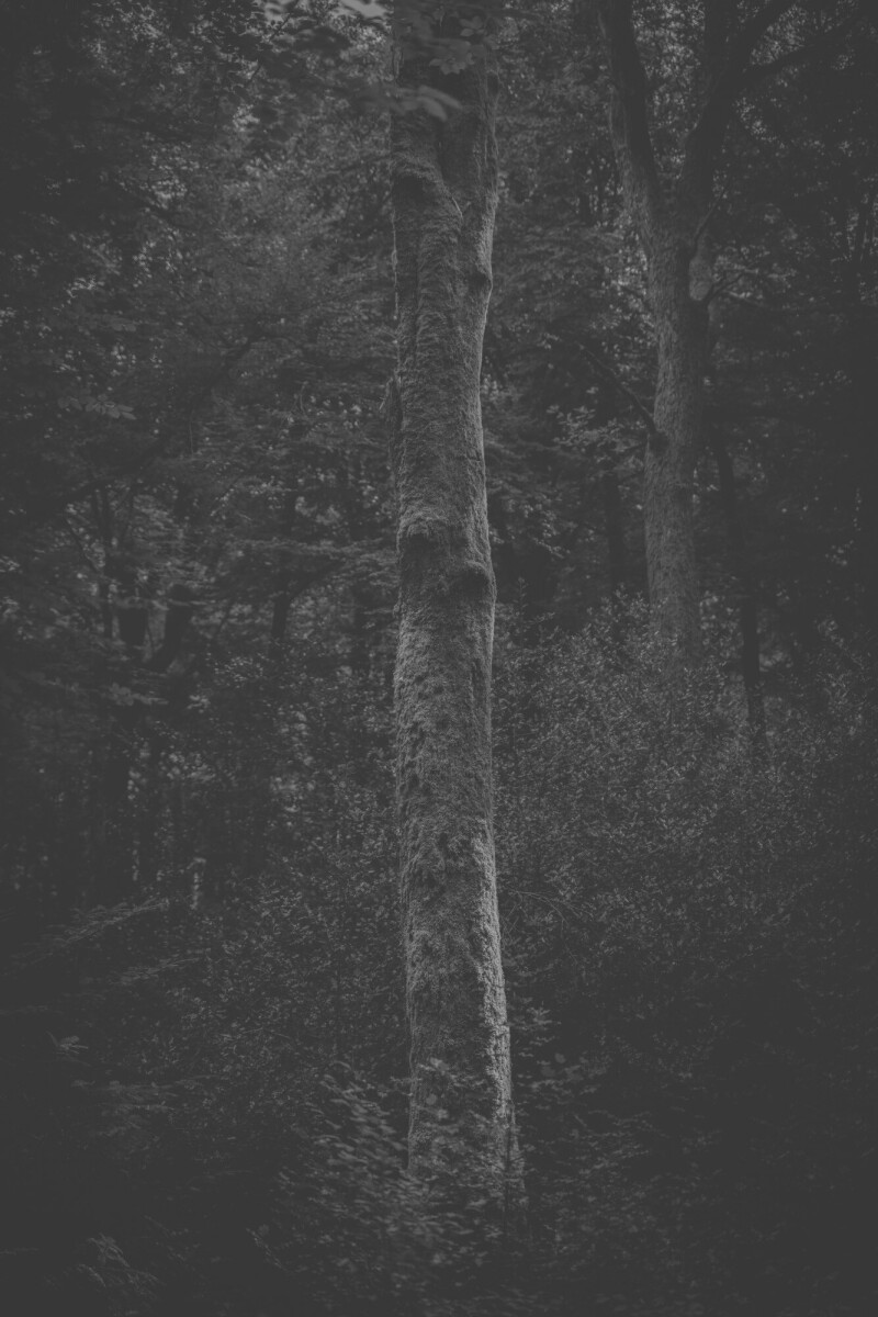 © ElsaLaurent-2025_Forest-220825_DSC5782