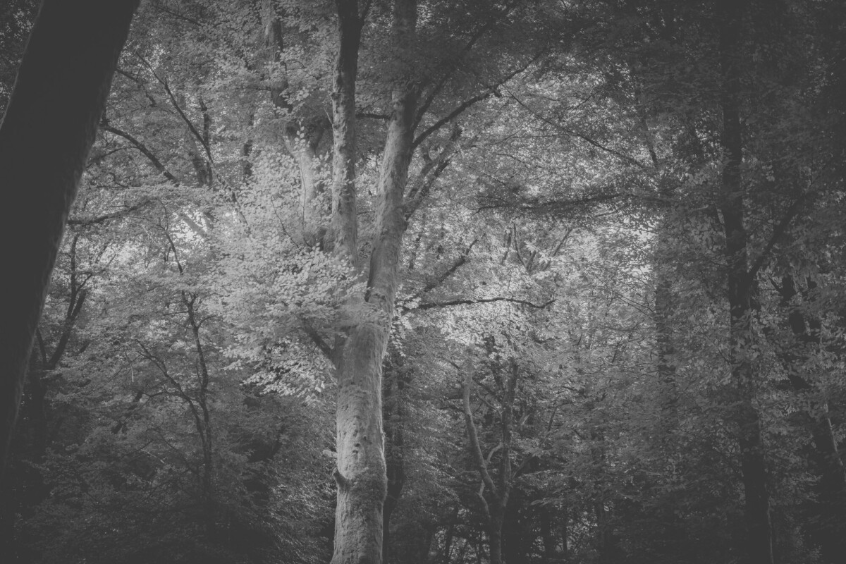 © ElsaLaurent-2025_Forest-220825_DSC5789