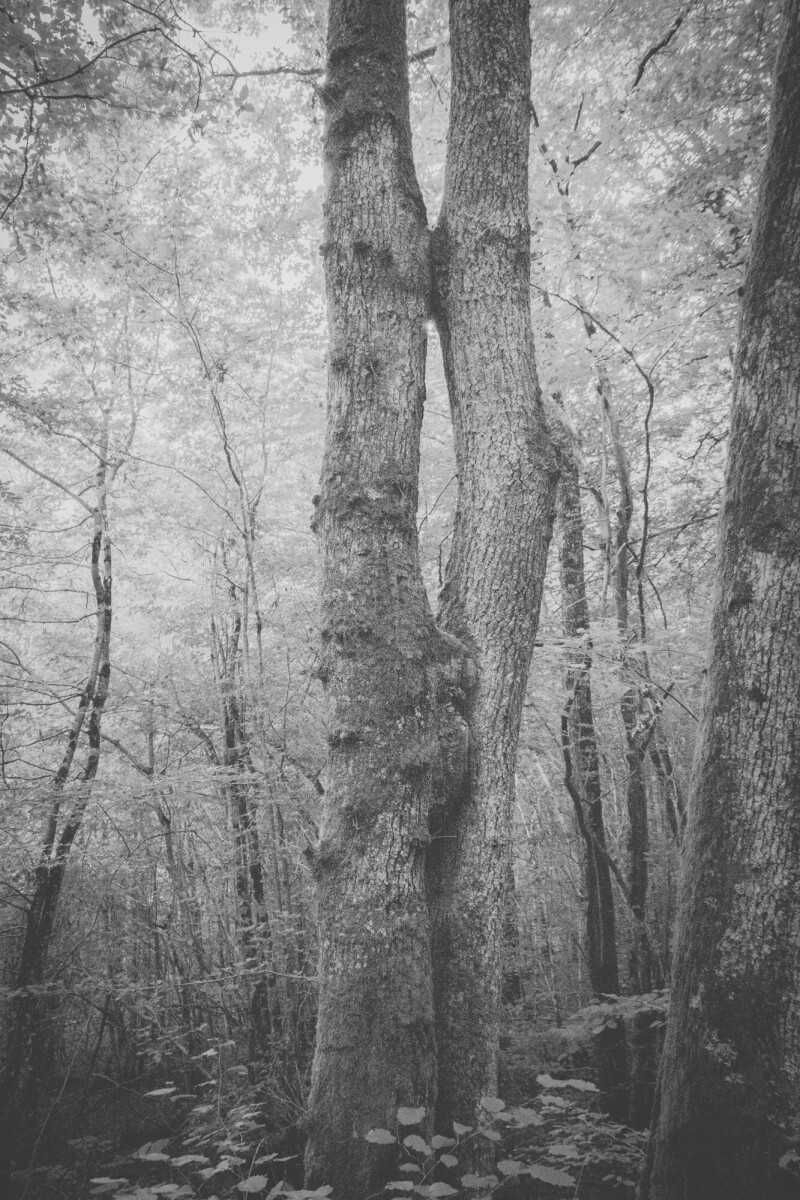 © ElsaLaurent-2025_Forest-300825_DSC4456