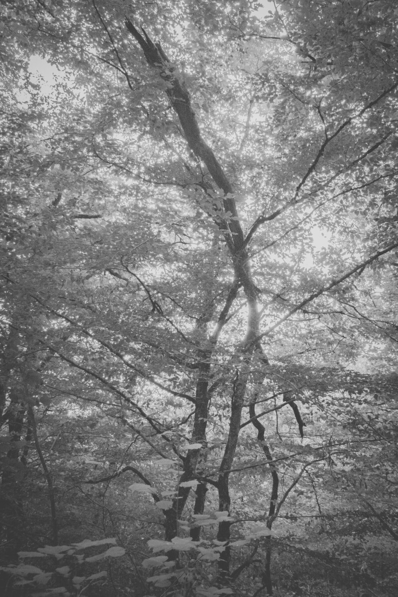 © ElsaLaurent-2025_Forest-300825_DSC4460