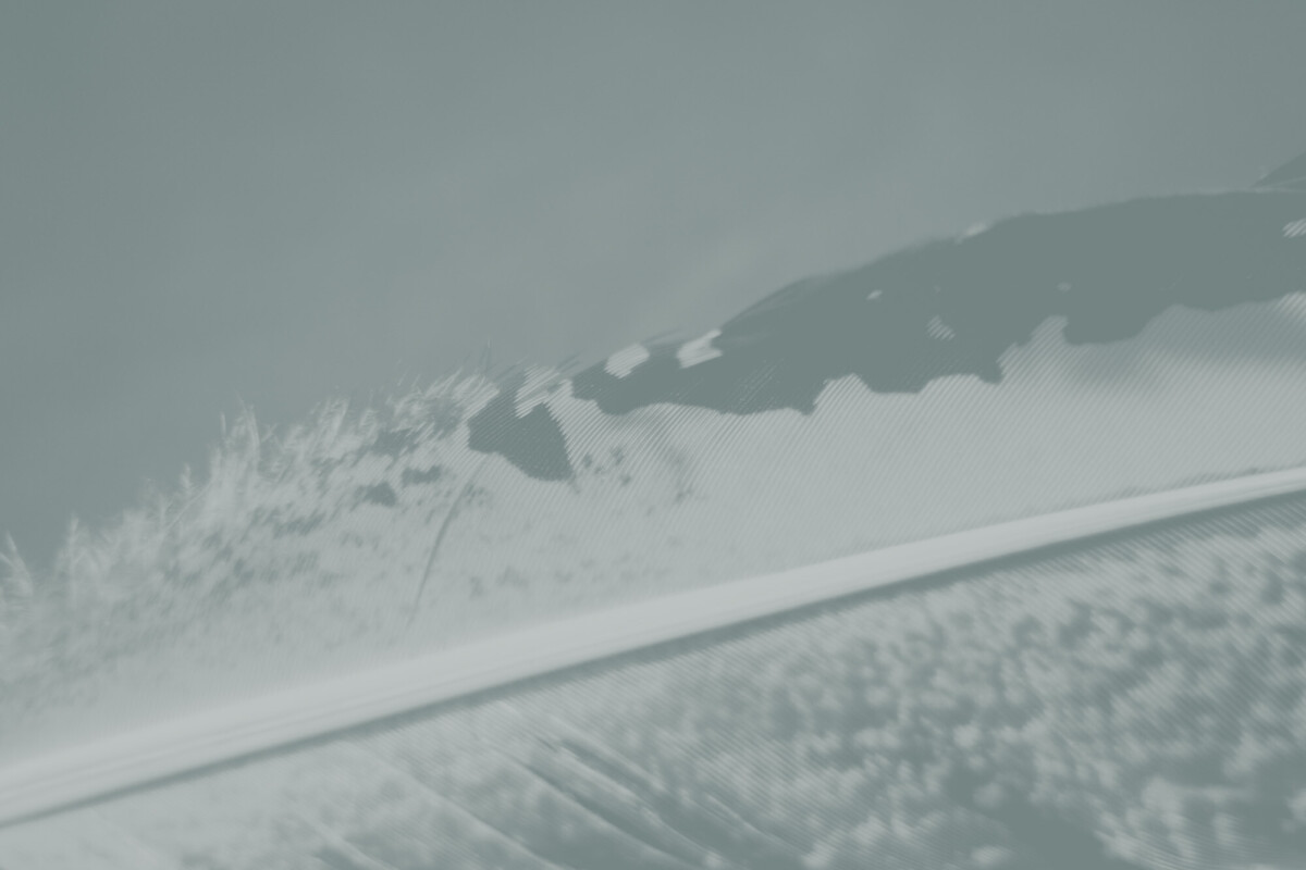 ©ElsaLaurent_220625_Plume_DSC4609