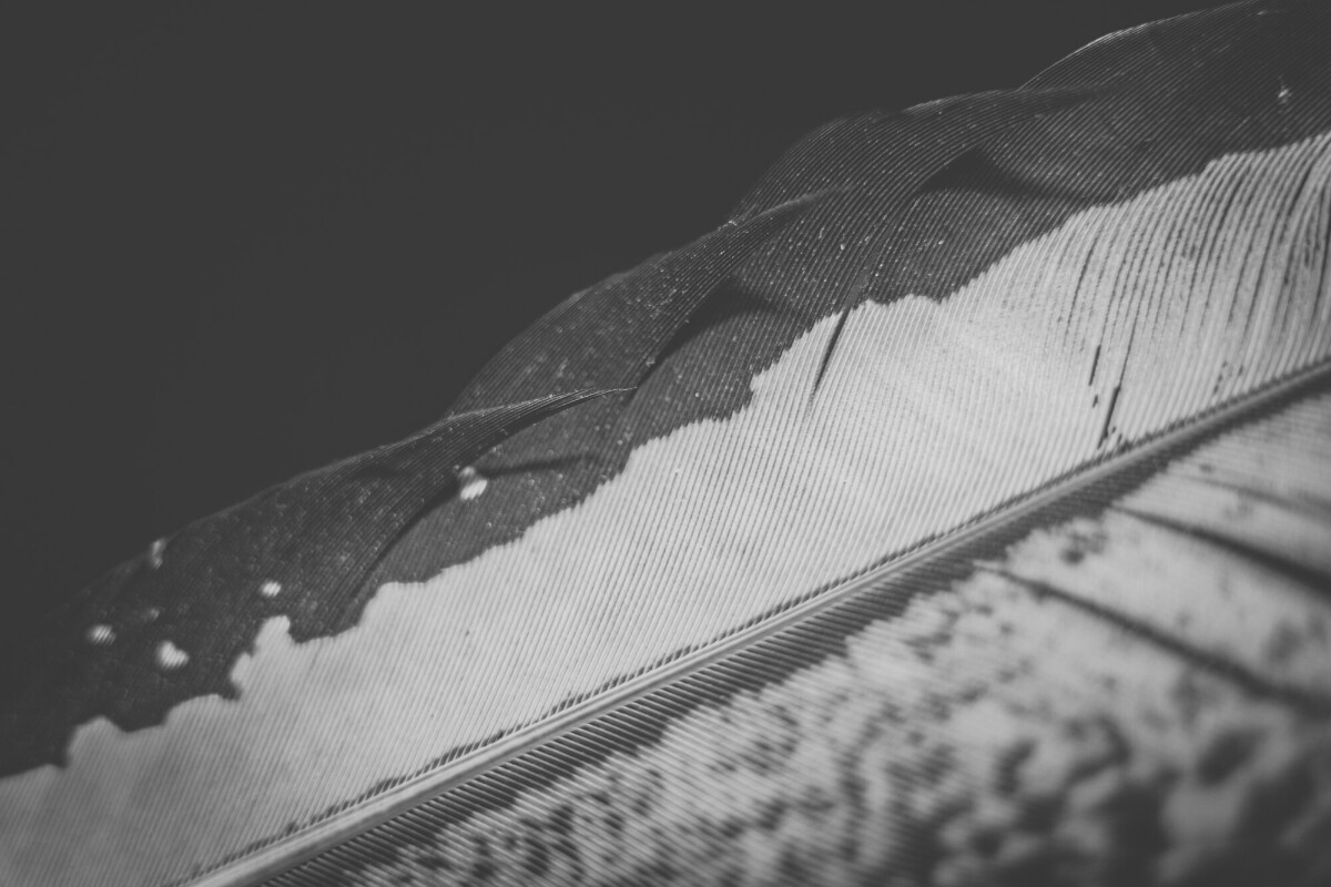 ©ElsaLaurent_220625_Plume_DSC4610