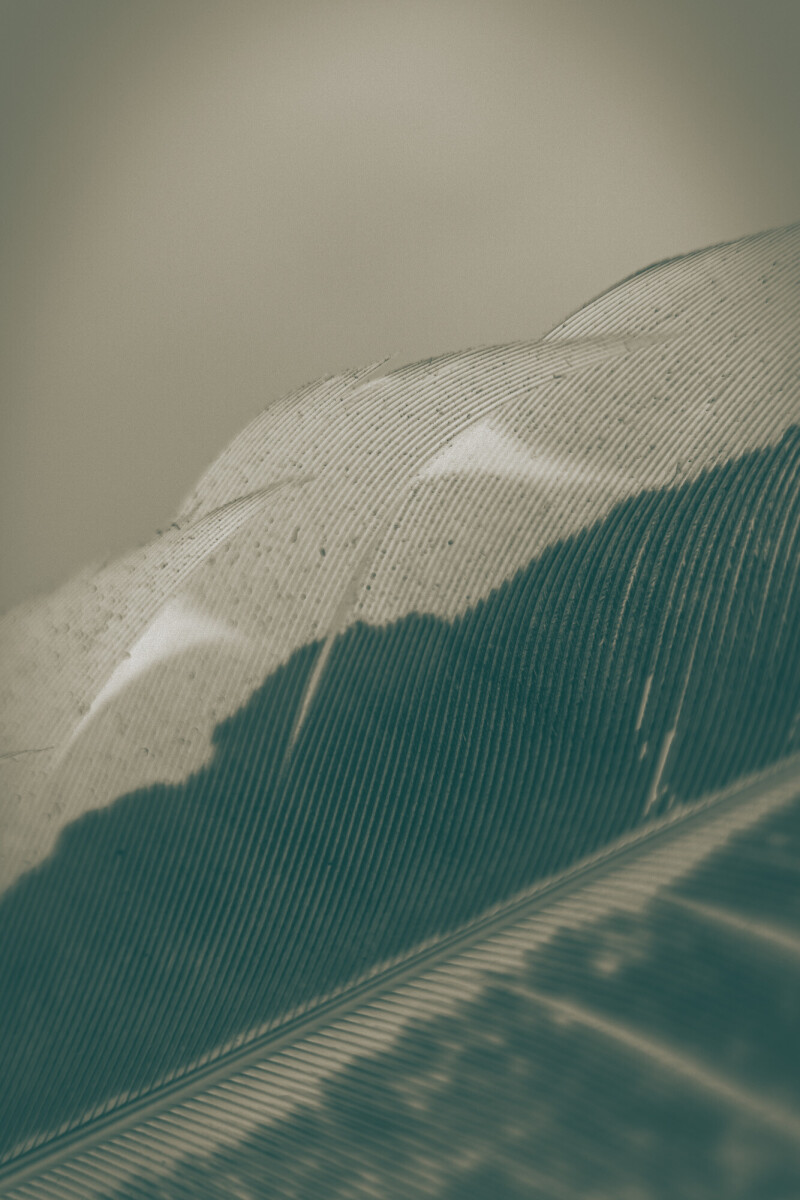 ©ElsaLaurent_220625_Plume_DSC4611