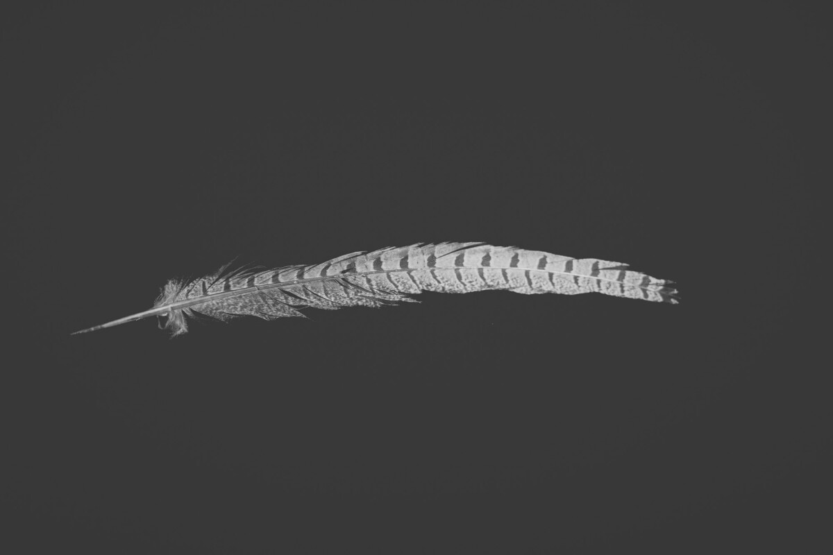 ©ElsaLaurent_220625_Plume_DSC4614