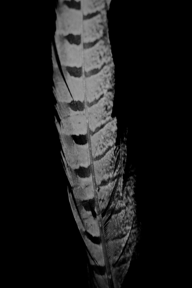 ©ElsaLaurent_220625_Plume_DSC4615