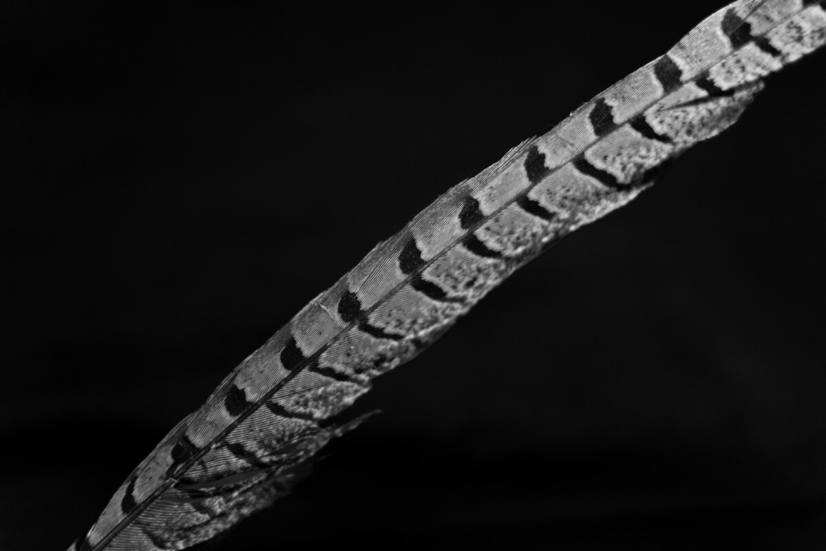 ©ElsaLaurent_220625_Plume_DSC4617