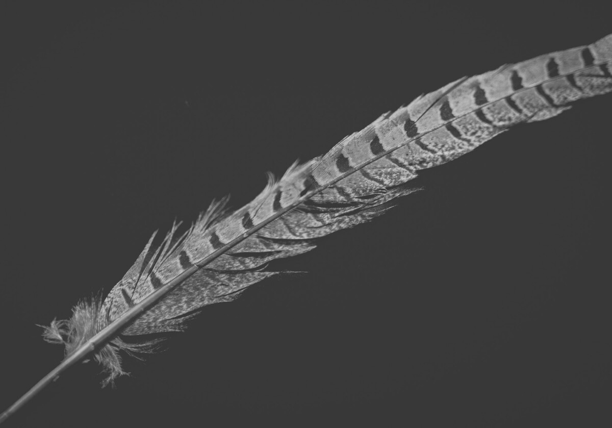 ©ElsaLaurent_220625_Plume_DSC4626-Panorama