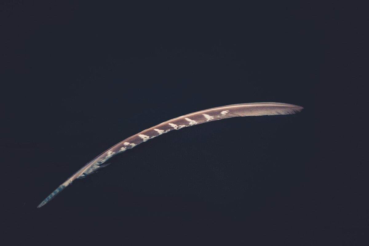 ©ElsaLaurent_220625_Plume_DSC4627