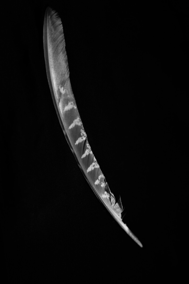 ©ElsaLaurent_220625_Plume_DSC4628