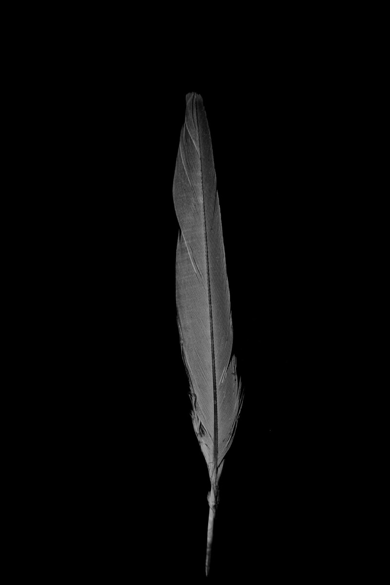 ©ElsaLaurent_220625_Plume_DSC4637