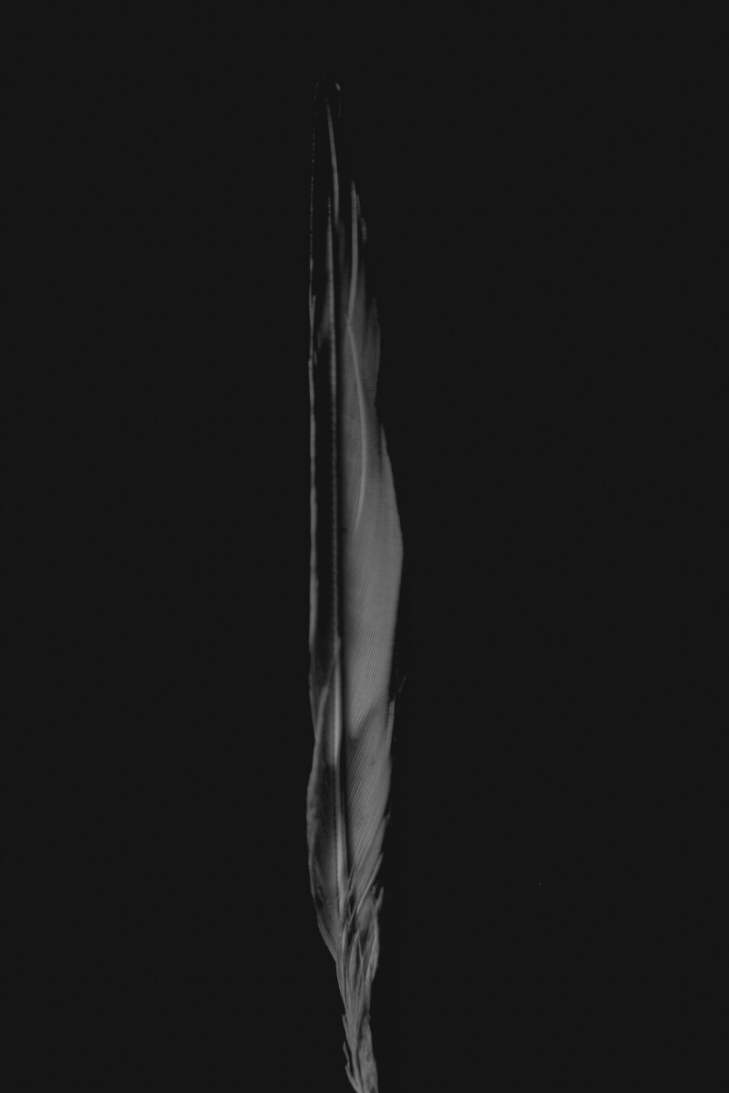 ©ElsaLaurent_220625_Plume_DSC4644