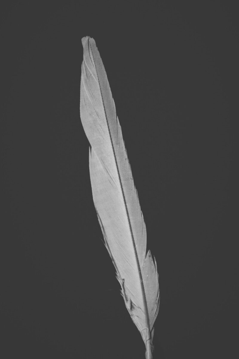 ©ElsaLaurent_220625_Plume_DSC4648