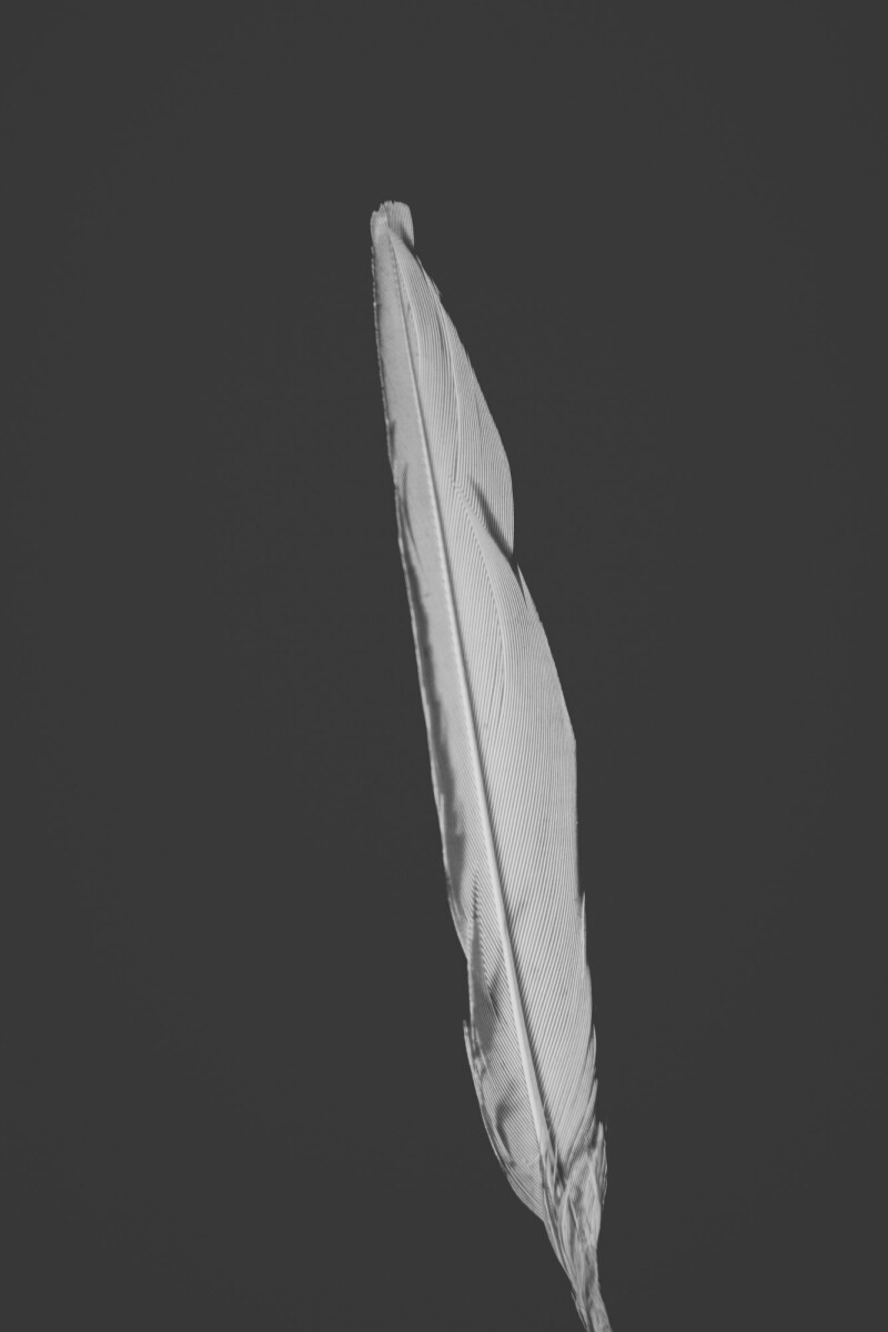 ©ElsaLaurent_220625_Plume_DSC4651