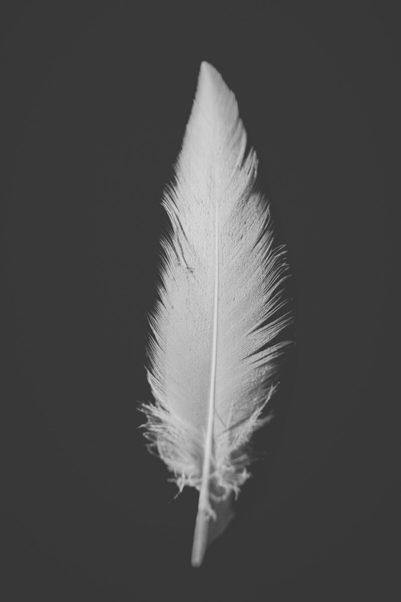 ©ElsaLaurent_220625_Plume_DSC4655