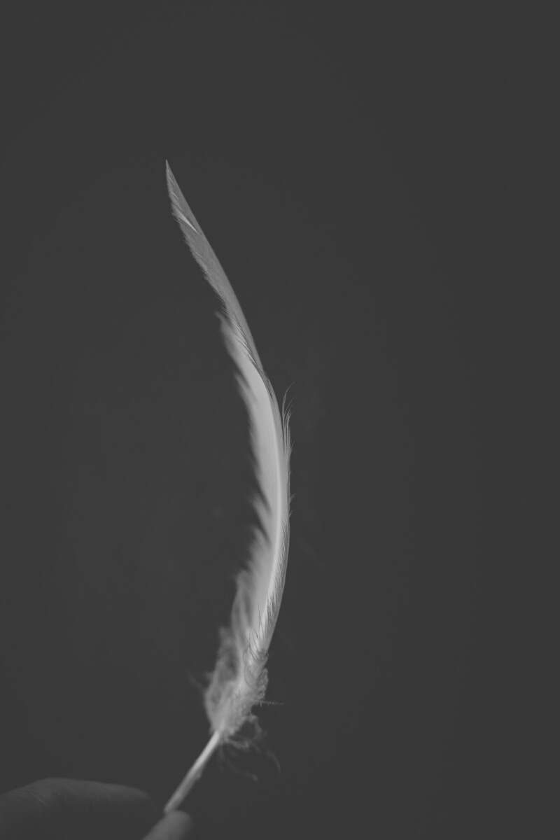 ©ElsaLaurent_220625_Plume_DSC4664