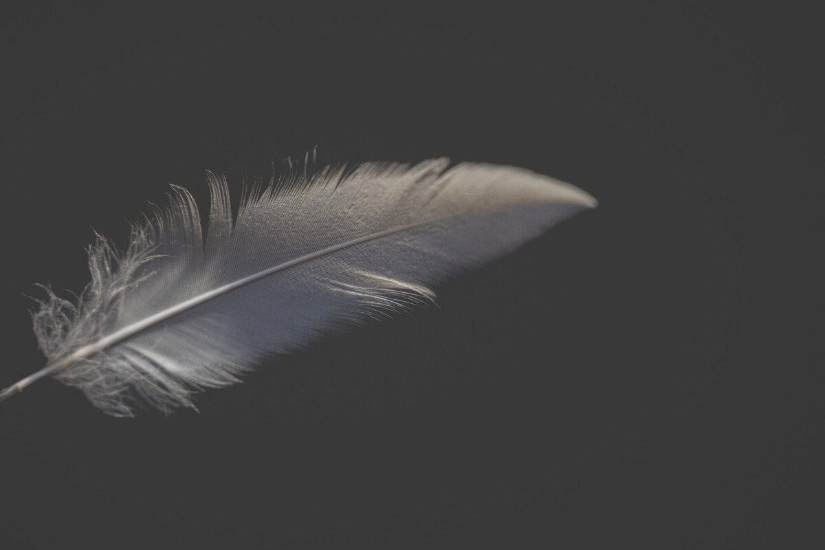 ©ElsaLaurent_220625_Plume_DSC4679