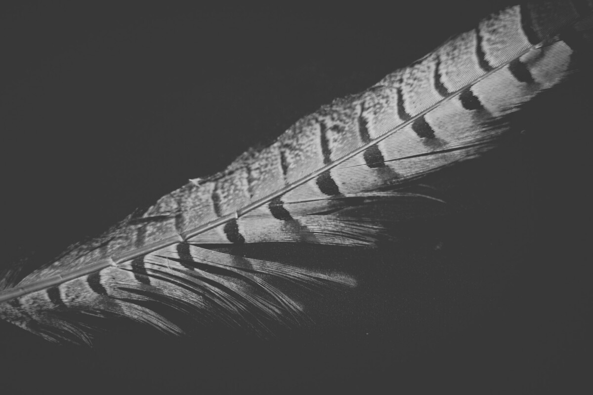 ©ElsaLaurent_220625_Plume_DSC4699