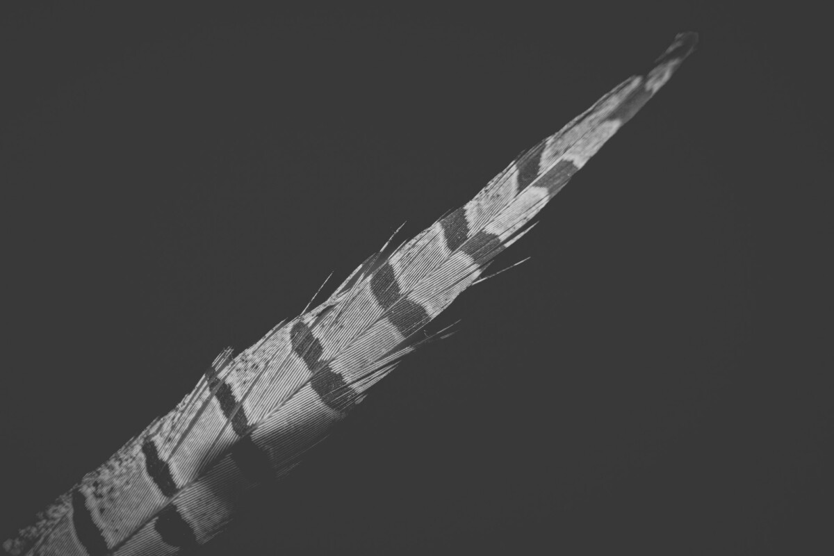 ©ElsaLaurent_220625_Plume_DSC4703