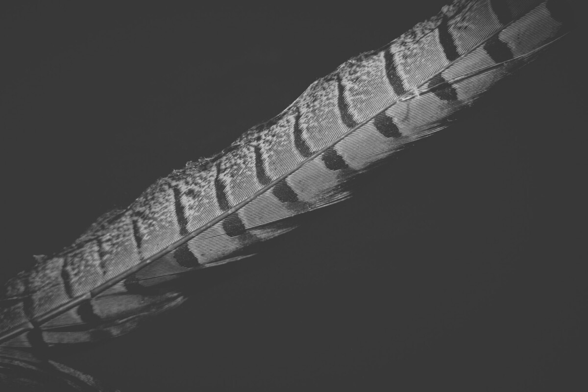 ©ElsaLaurent_220625_Plume_DSC4705