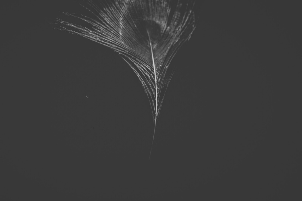 ©ElsaLaurent_220625_Plume_DSC4726