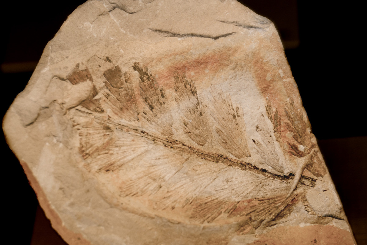 Paleobotanique_03042022_14h06_DSC2855