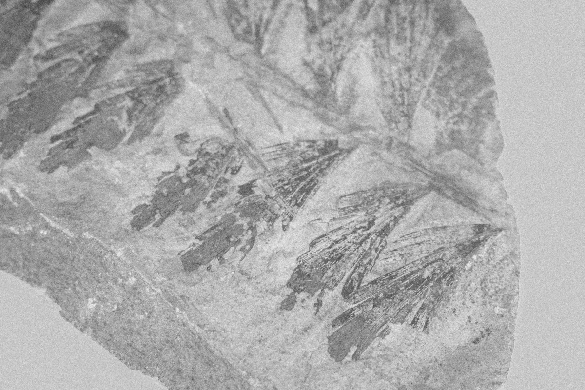 Paleobotanique_03042022_14h06_DSC2862