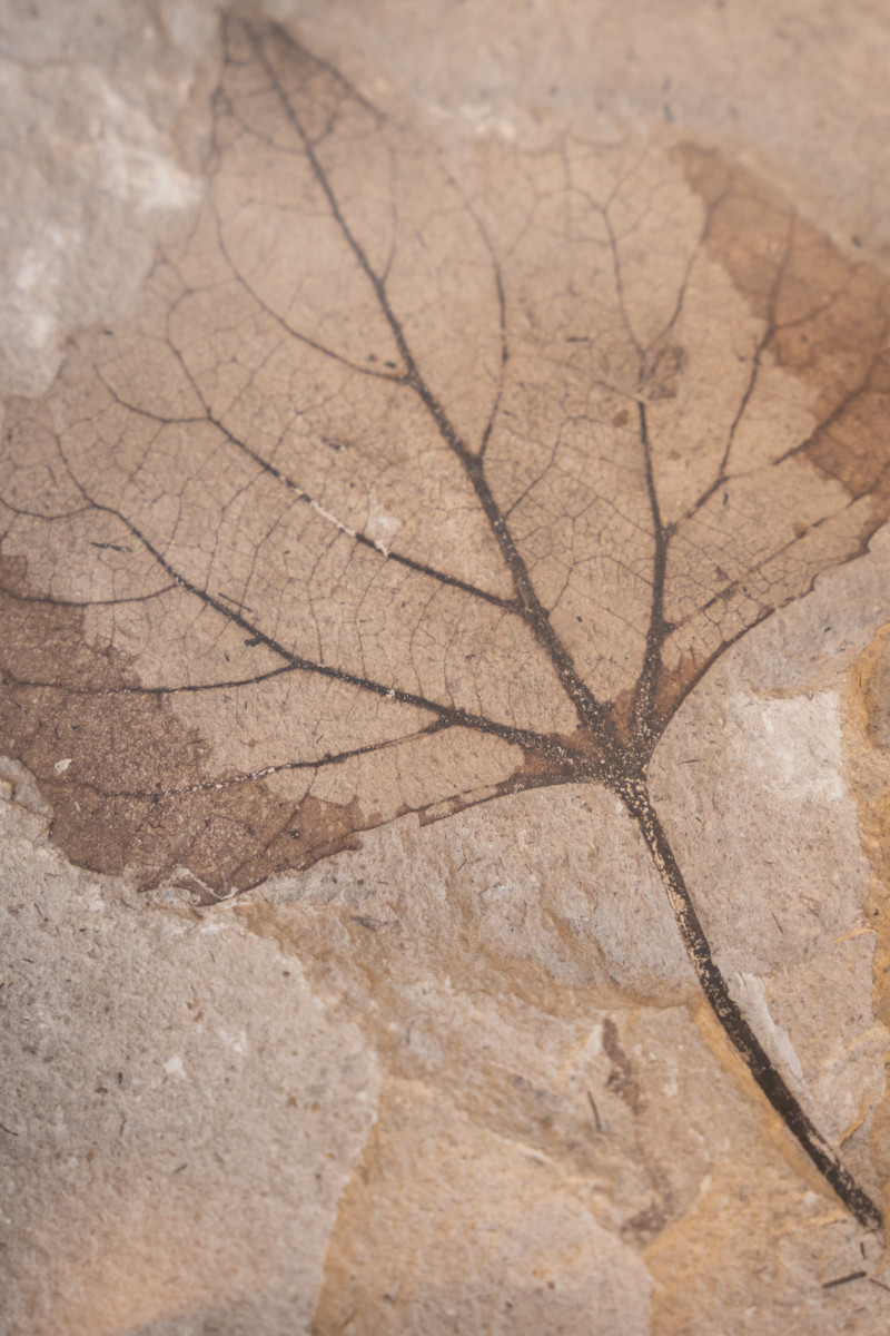 Paleobotanique_03042022_14h14_DSC2942