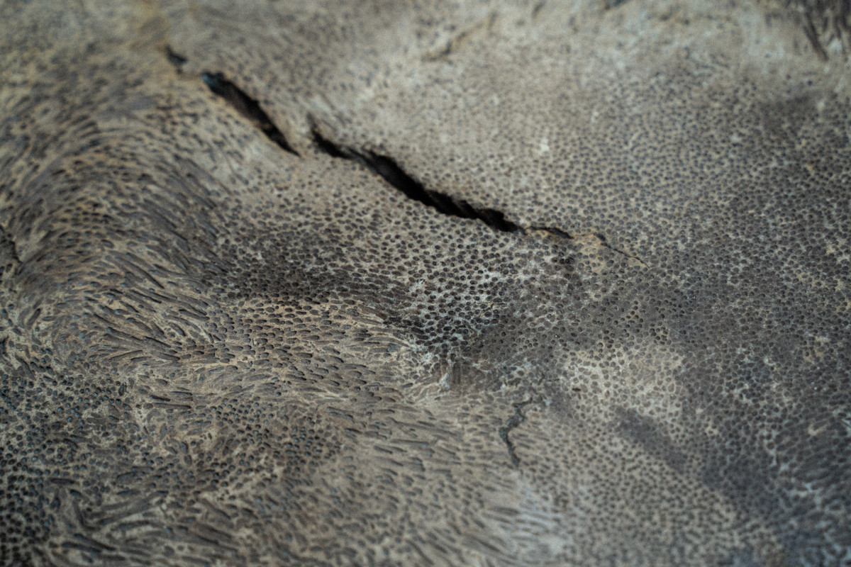 Paleobotanique_030422_14h17_DSC2976